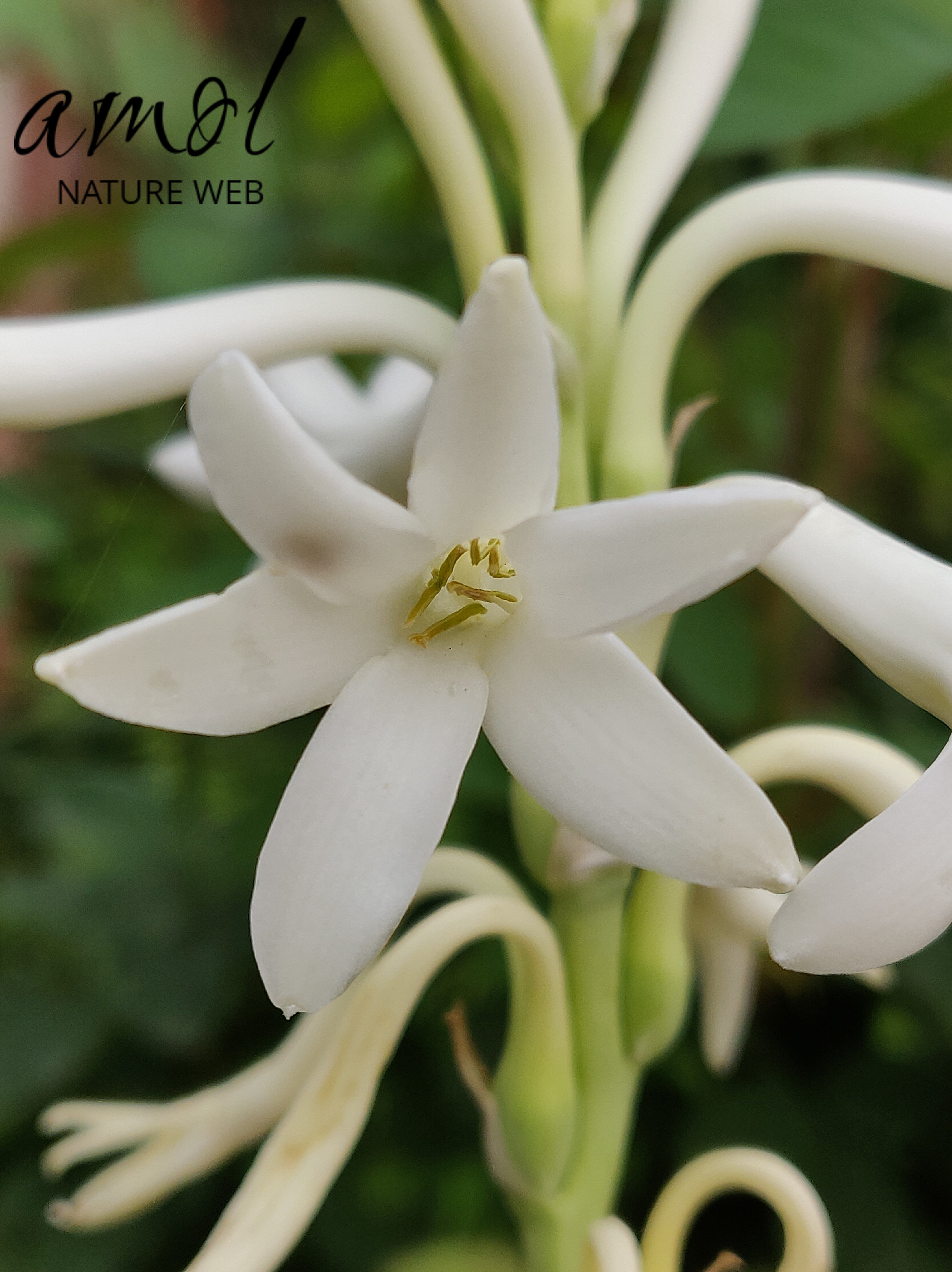 Mexican Tuberose